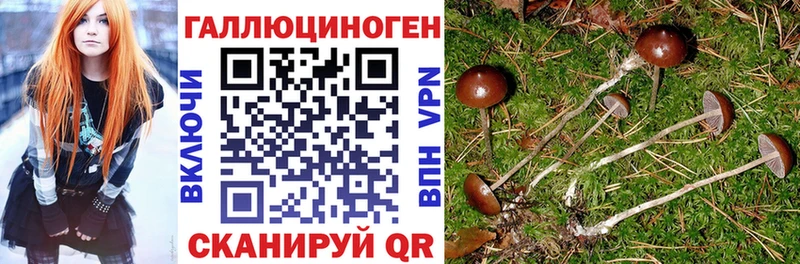 hydra как войти Буй Галлюциногенные грибы Psilocybe
